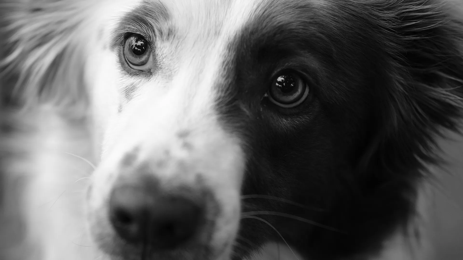 Überforderung beim Hund – Hund zeigt Anzeichen von Reizüberflutung und Kontrollverlust