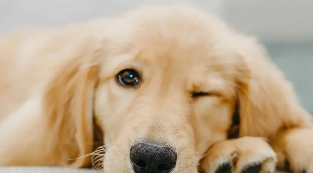 Hund liegt entspannt und schaut mit einem Auge offen in die Kamera
