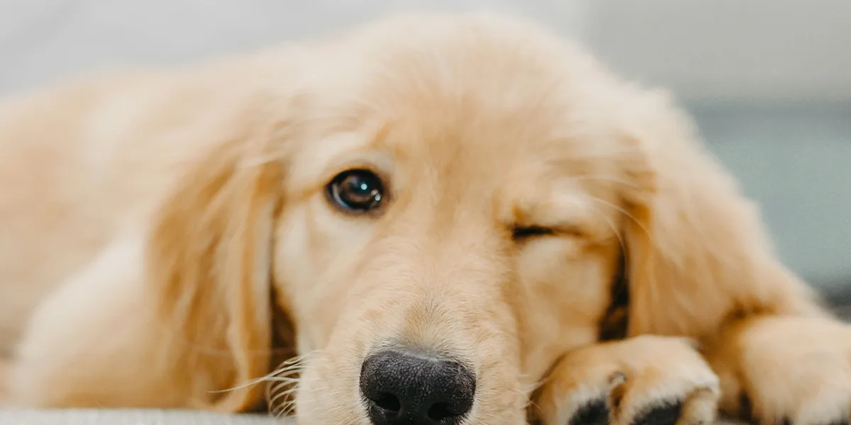 Hund liegt entspannt und schaut mit einem Auge offen in die Kamera