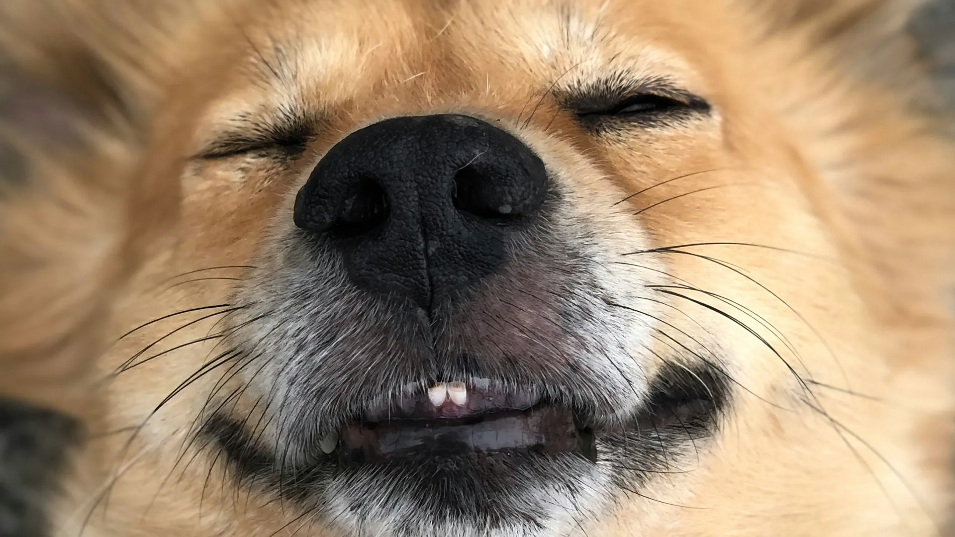 Schlafender Hund im Close-up mit entspanntem Gesicht während Silvester