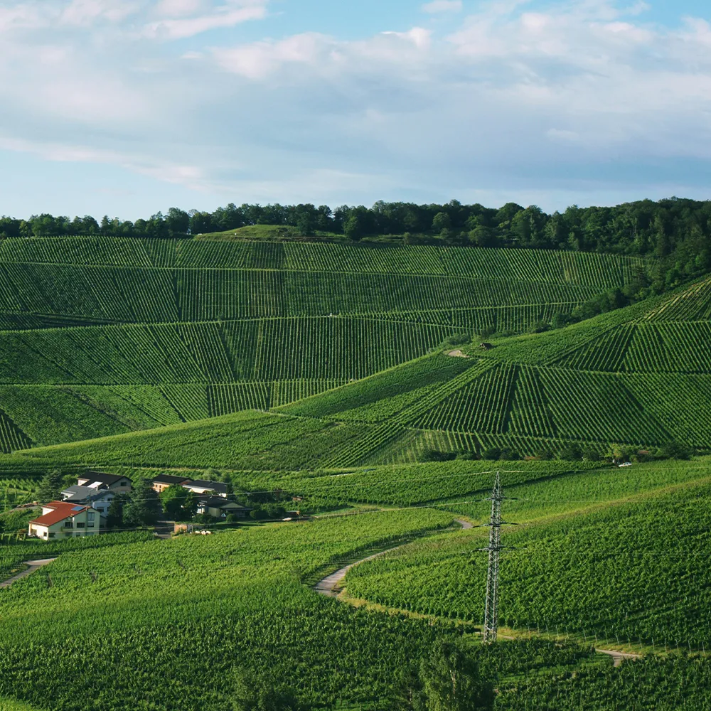 Hundetraining in den Weinbergen bei Stuttgart
