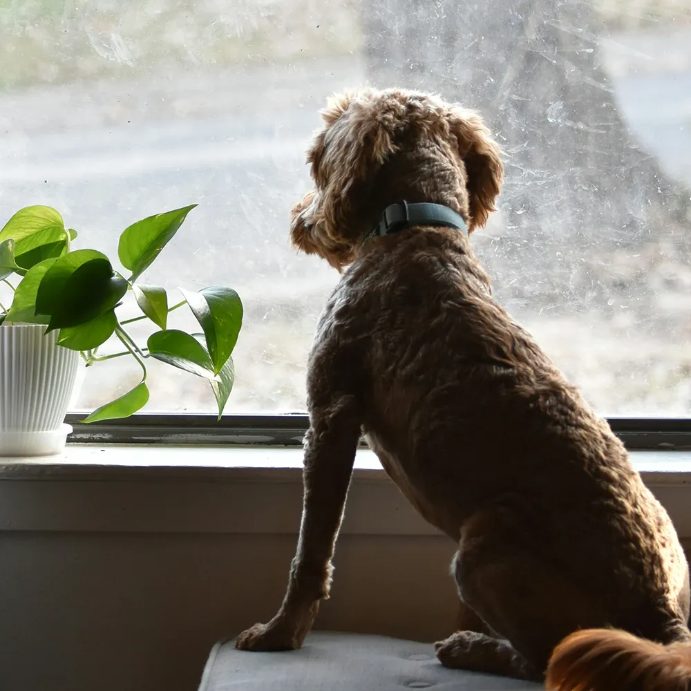Hund wartet am Fenster während seine Bezugsperson das Haus verlässt Trennungsstress beim Hund