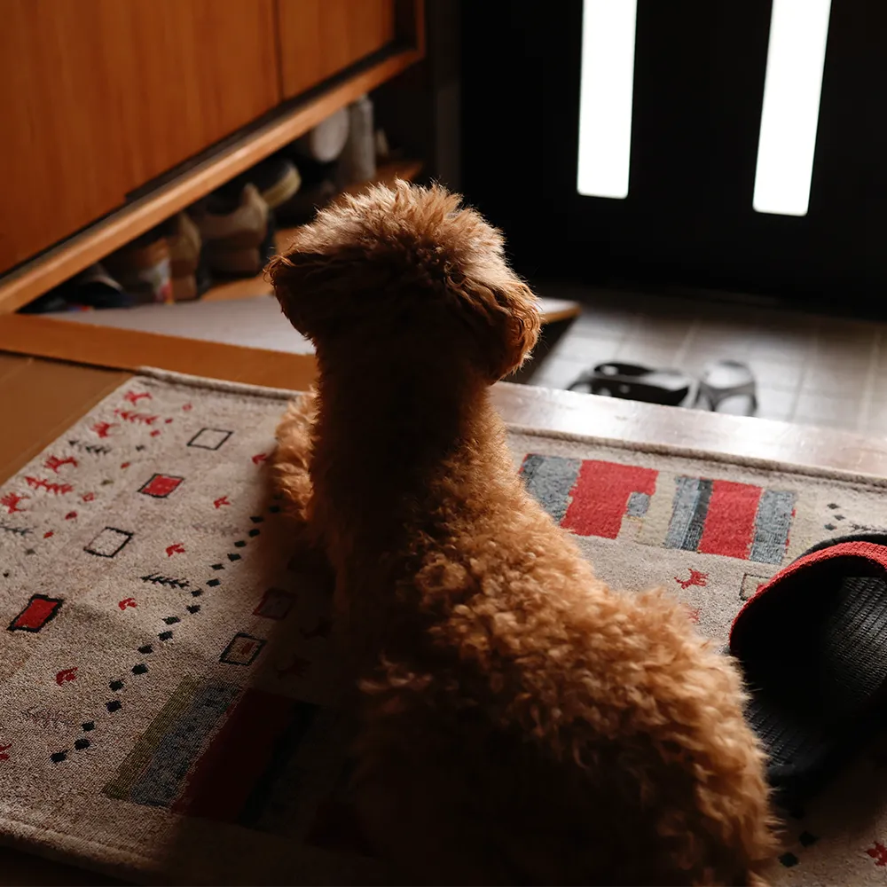 Hund sitzt aufmerksam im Raum während Trainingsaufbau gegen Trennungsstress beginnt