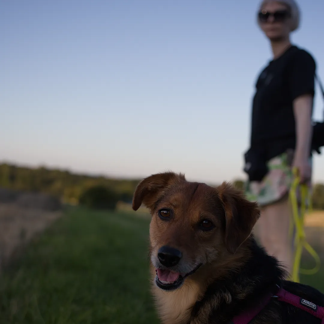 Hund schaut mit offenem Mund ruhig in die Kamera beim kostenfreien Erstgespräch Hundetraining