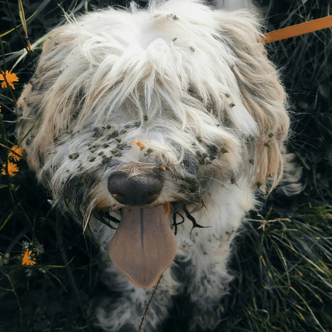 Hund schaut süß in die Kamera – entspannt und sicher nach dem Trennungsstress-Training