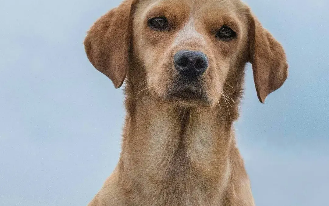 Reaktivität beim Hund verstehen