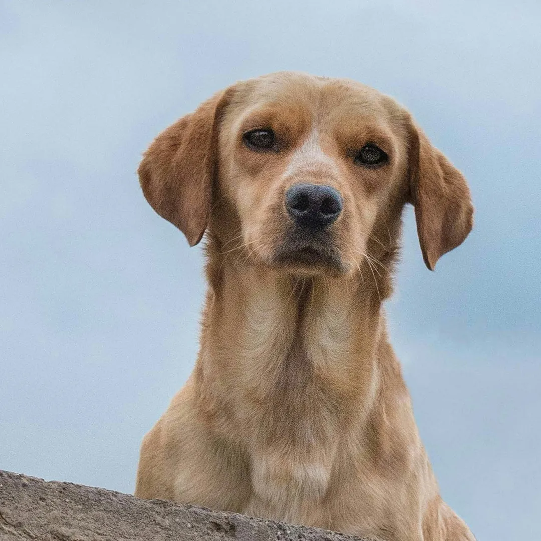 Border Collie blickt seitlich in die Kamera im Kontext von Verhaltensberatung und Verhaltenstherapie für Hunde