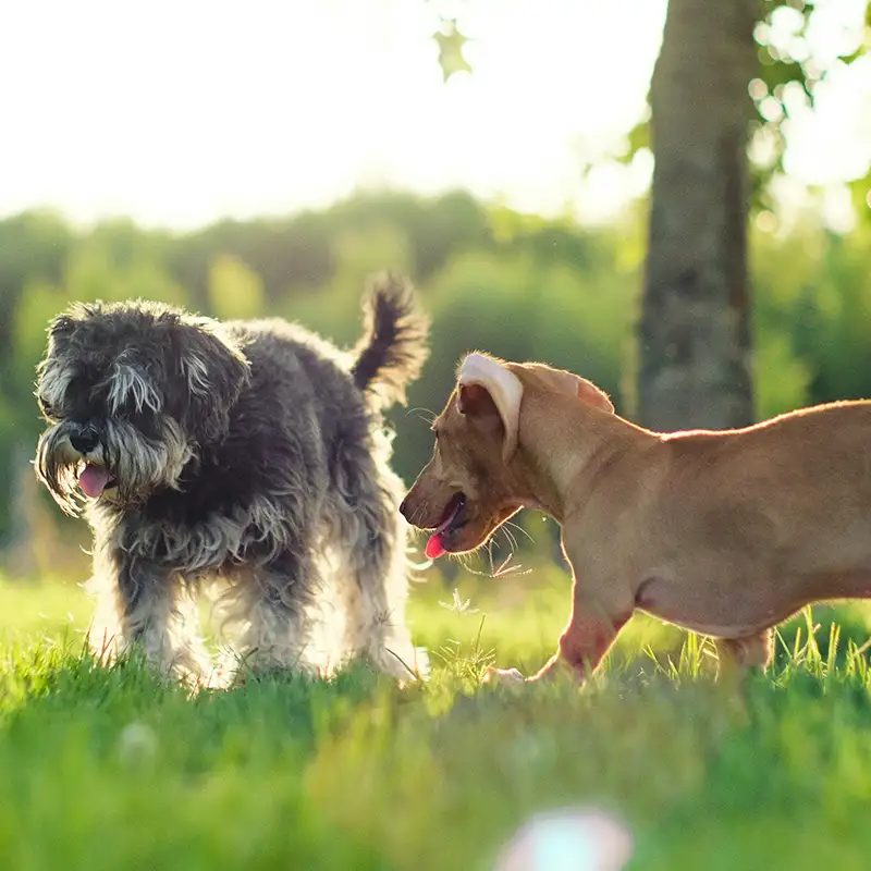 Zwei Hunde schnüffeln ruhig gemeinsam auf einer Wiese beim Duo Training im Begegnungstraining für entspannte Hundebegegnungen