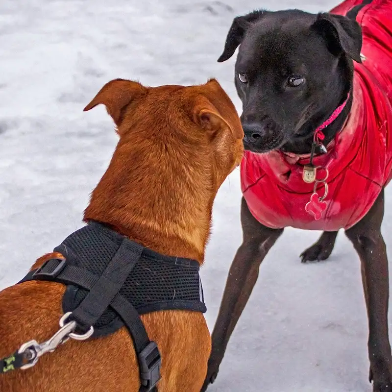 Zwei Hunde stehen sich gegenüber beim Begegnungstraining im Duo Training zur Vorbereitung auf sichere Hundebegegnungen