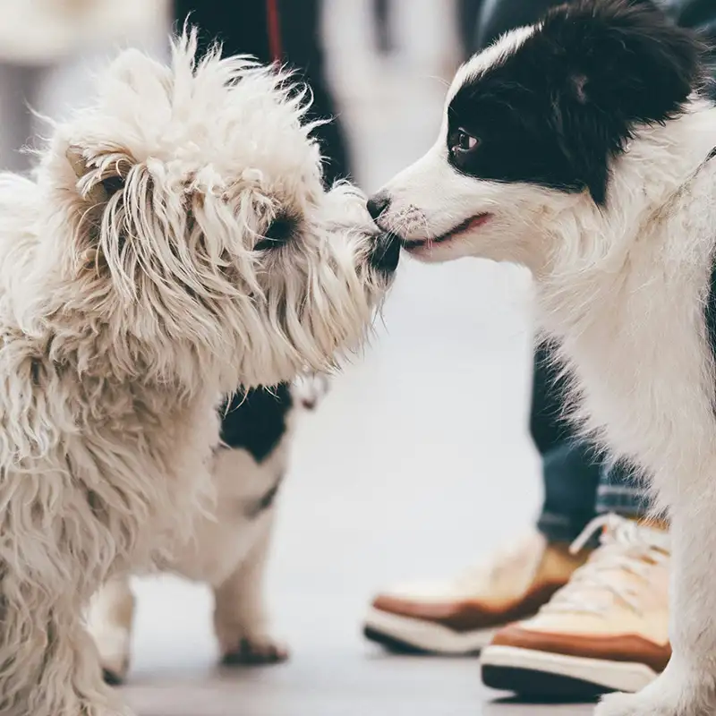 Hund zeigt typische Körpersignale — Kinderuni Vortrag Die Sprache der Hunde Gerlingen