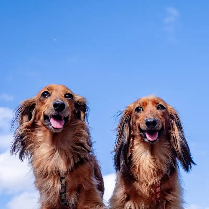 Zwei Dackel schauen aufmerksam in die Kamera während Begegnungstraining bei Hundebegegnungen