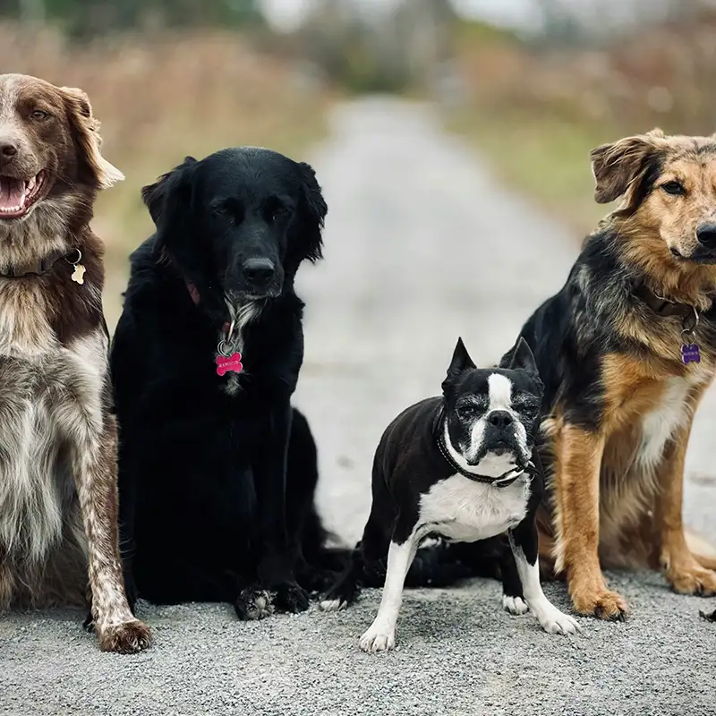 Vier Hunde schauen in die Kamera beim kostenfreien Kennenlernen zum Begegnungstraining bei Hundebegegnungen