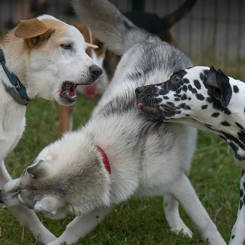 Drei Hunde in sozialer Begegnung während Begegnungstraining bei Hundebegegnungen