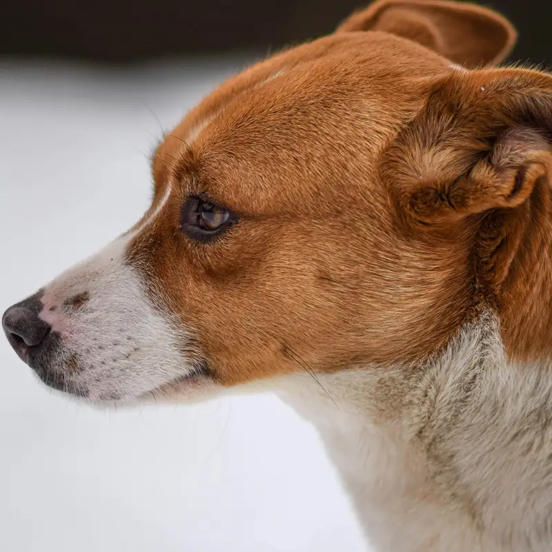 Hund reagiert aufmerksam auf Umweltgeräusche bei Geräuschangst im Alltag