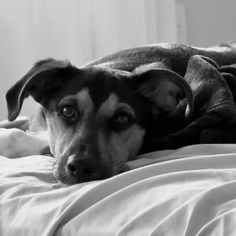 Hund sitzt ungeduldig vor einer geschlossenen Tür, aufrechte Körperhaltung, Blick auf die Tür | Alt-Text: Frustration beim Alleinbleiben beim Hund .Hund wartet ungeduldig auf Rückkehr der Bezugsperson
