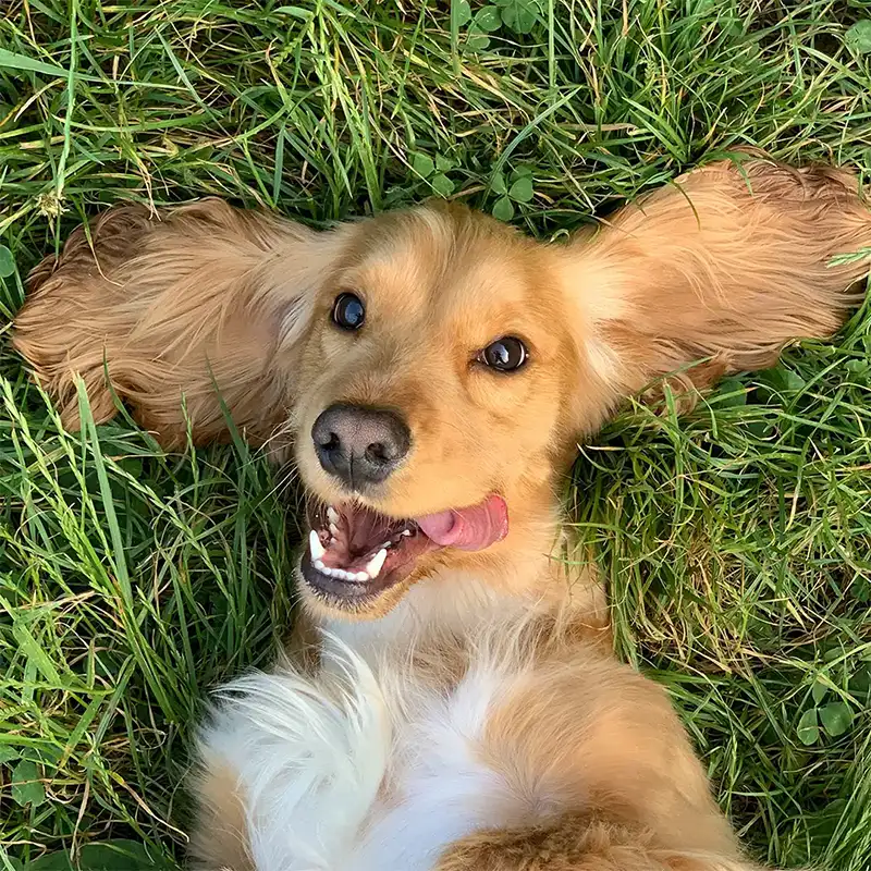 Kostenfreies Kennenlernen im Online Hundetraining deutschlandweit Erstgespräch mit Hundetrainer online