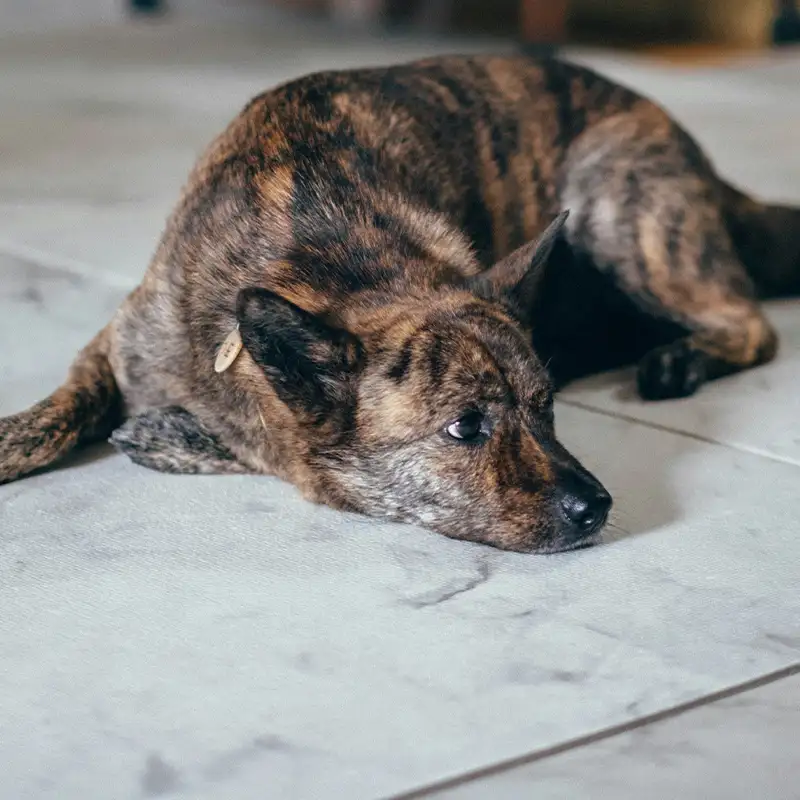 Unsicherer Hund reagiert vorsichtig auf Umweltreize im Alltag