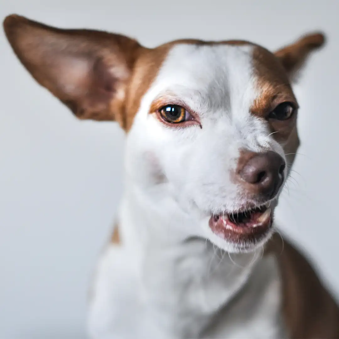 Online Verhaltensberatung Hund being lovely
