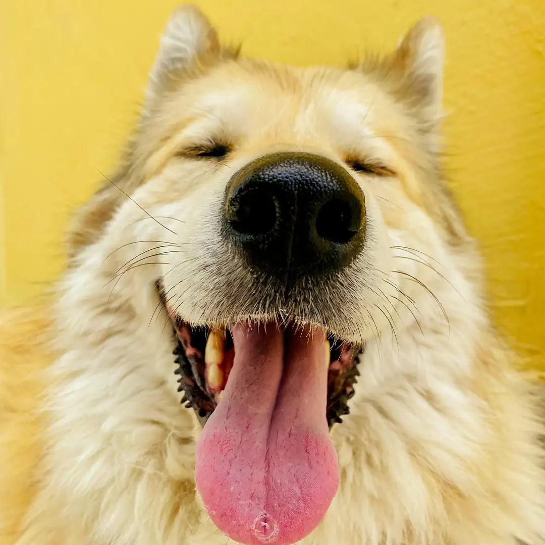 Hund bei der Online Verhaltensberatung mit being lovely deutschlandweit