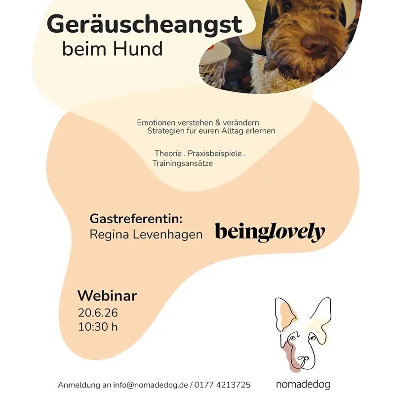 Hund beim Online-Webinar zur Geräuschangst mit nomadedog mobile Hundeschule