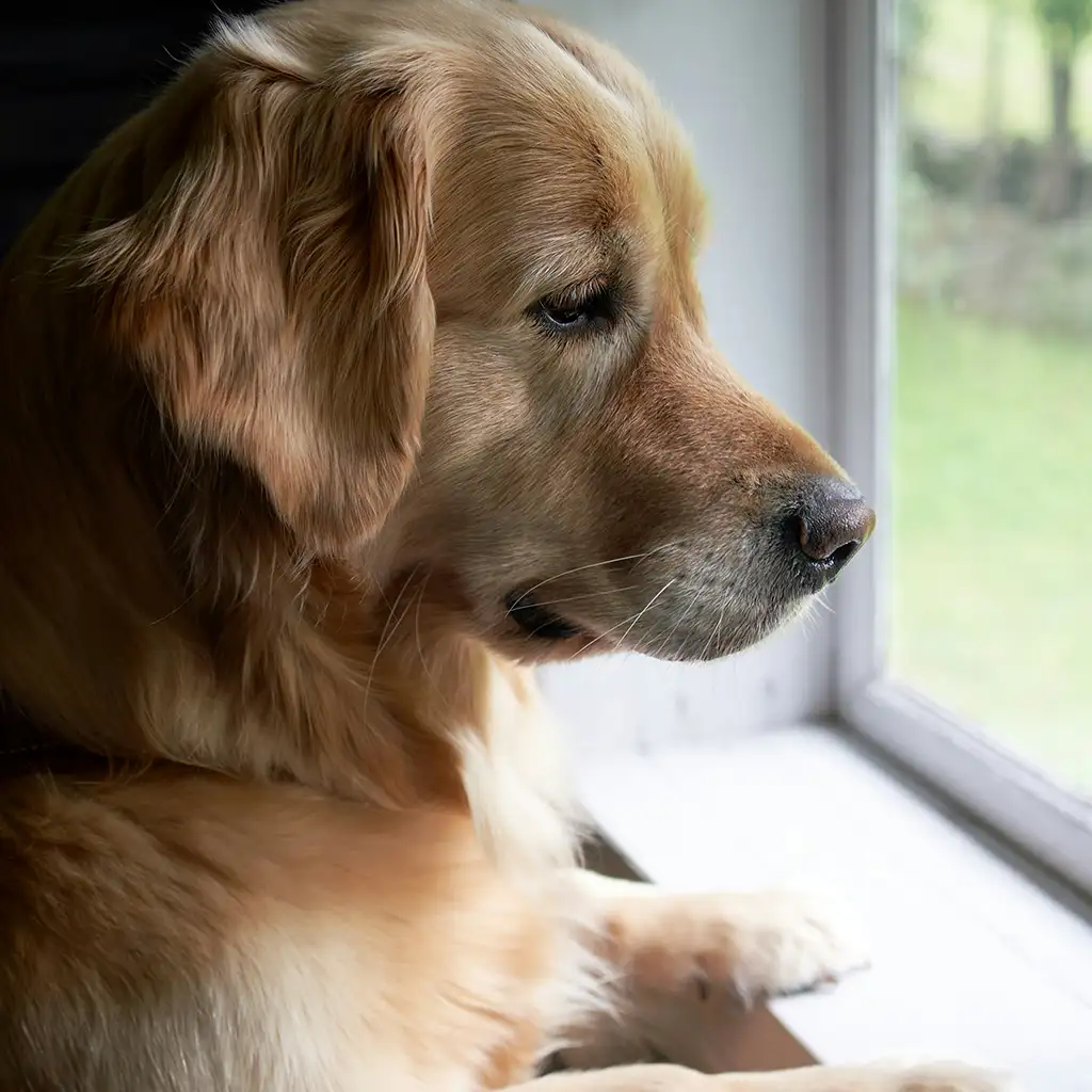 Retriever schaut allein am Fenster hinaus und wartet, typisches Bild bei Trennungsangst, Hundetraining vor Ort mit being lovely