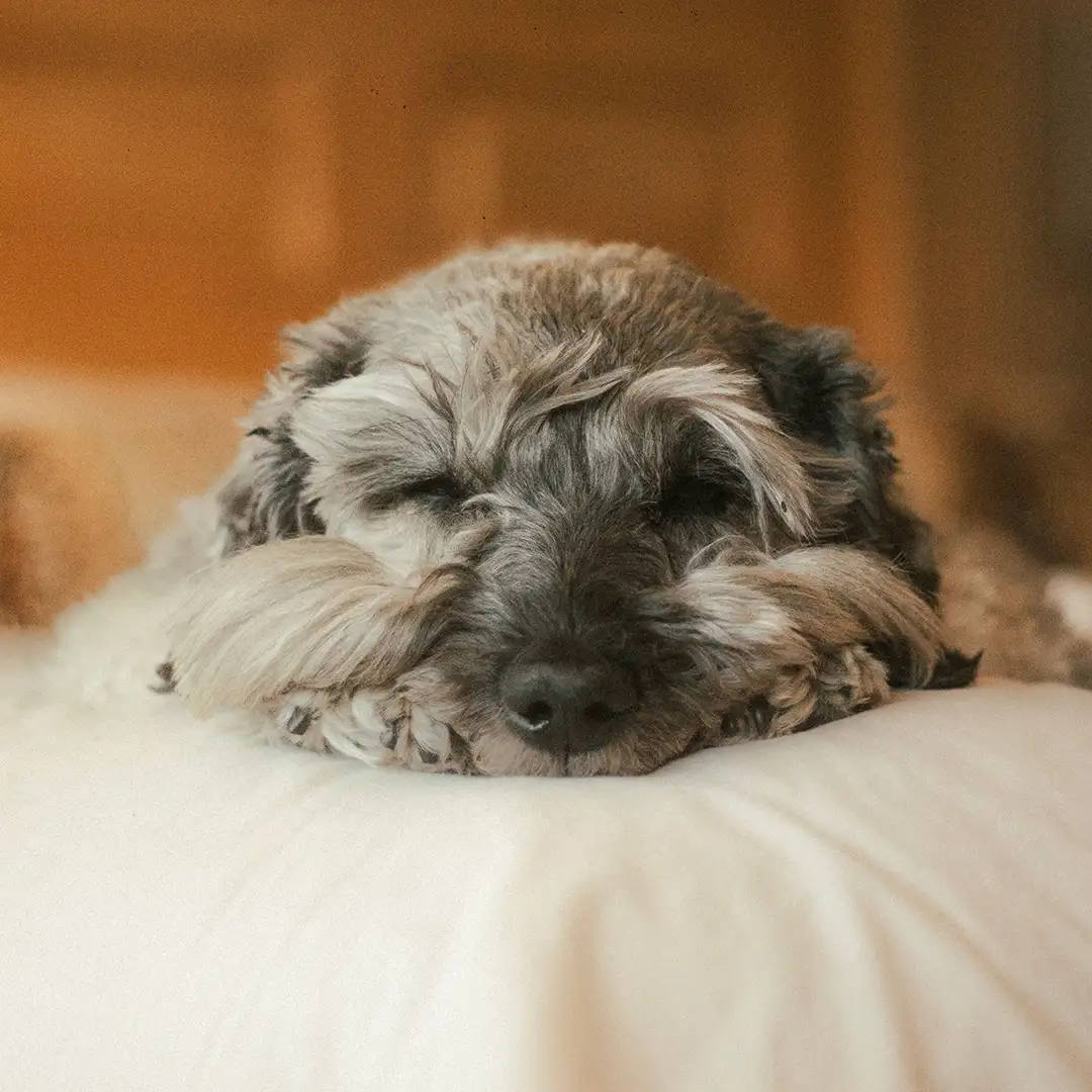 Hund mit Geräuschangst liegt entspannt im Hotelzimmer des Mövenpick Hotel Stuttgart Airport an Silvetser